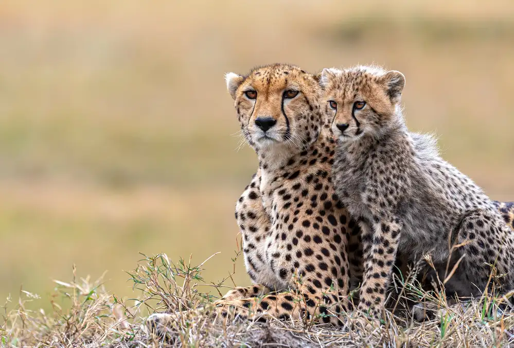 Fischer, Jie: Petit guépard avec maman