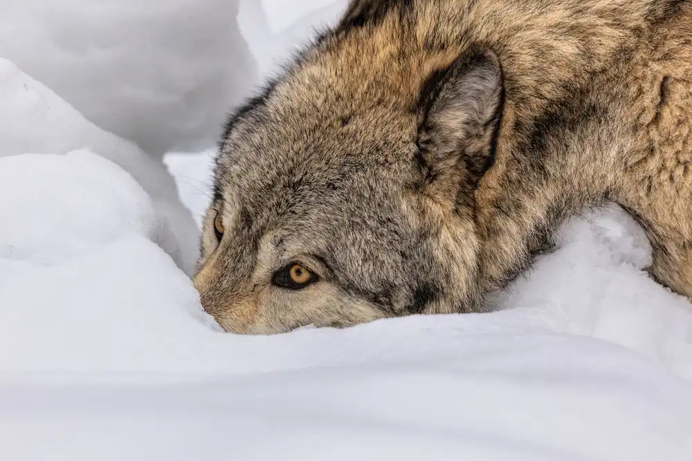 Zuo, Jun: Wolf im Schnee