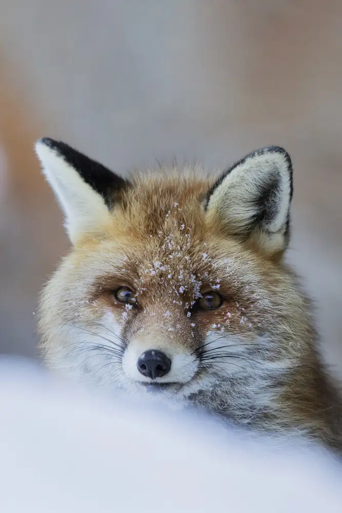Bolla, Paolo: Red Fox