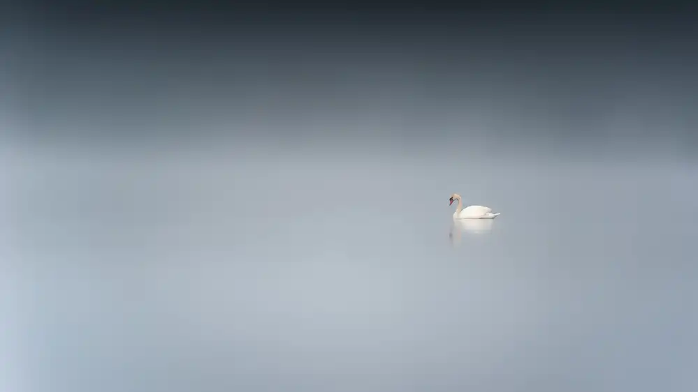 Pettersson, Benny: The sad swan