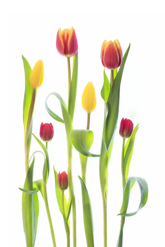 Williams, Sharon: tulipány
