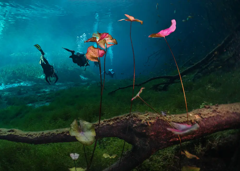 Lu, Jennifer: Lily flowers  (under water)