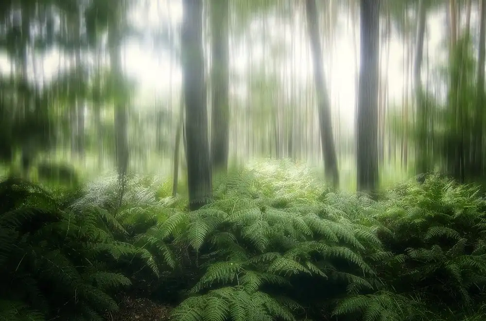 Cseresnjes, Anna: Der Wald