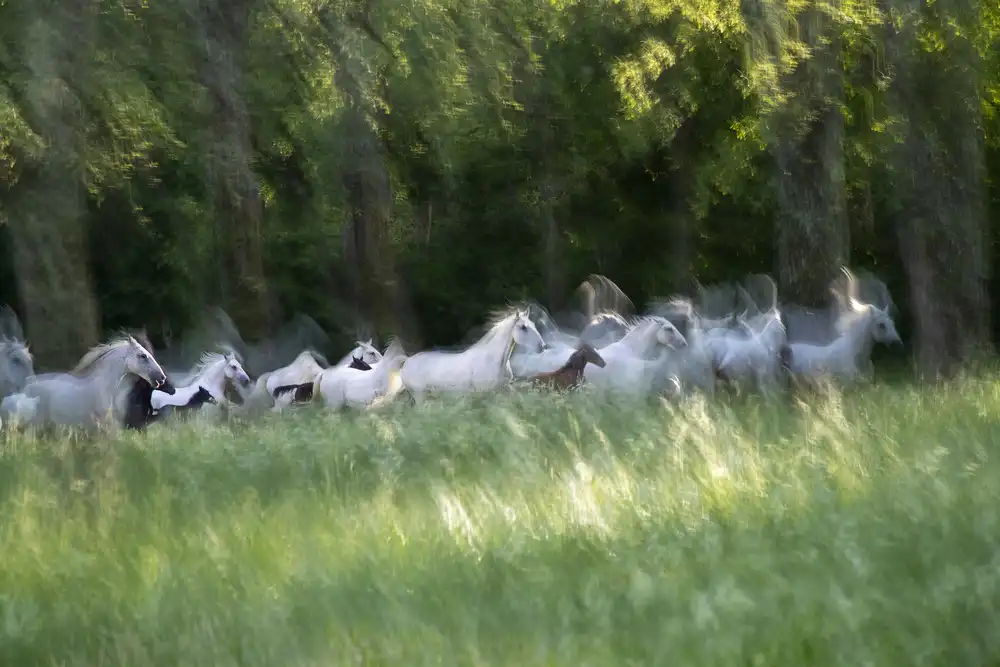 Malovrh, Milan: Frühlingsgalopp