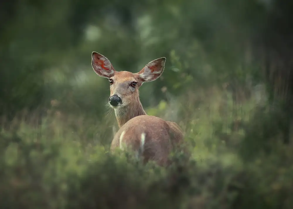 Li, Rob: Aux yeux de biche
