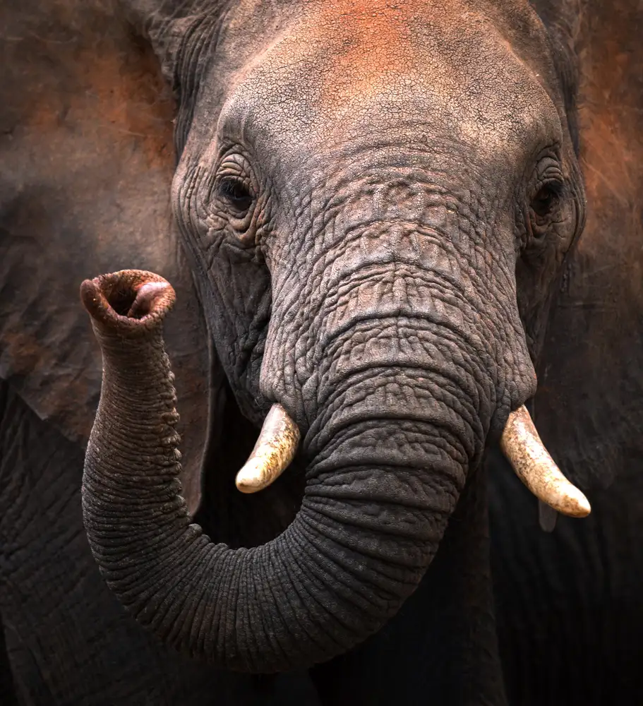 Tsui, Hung: Elephant