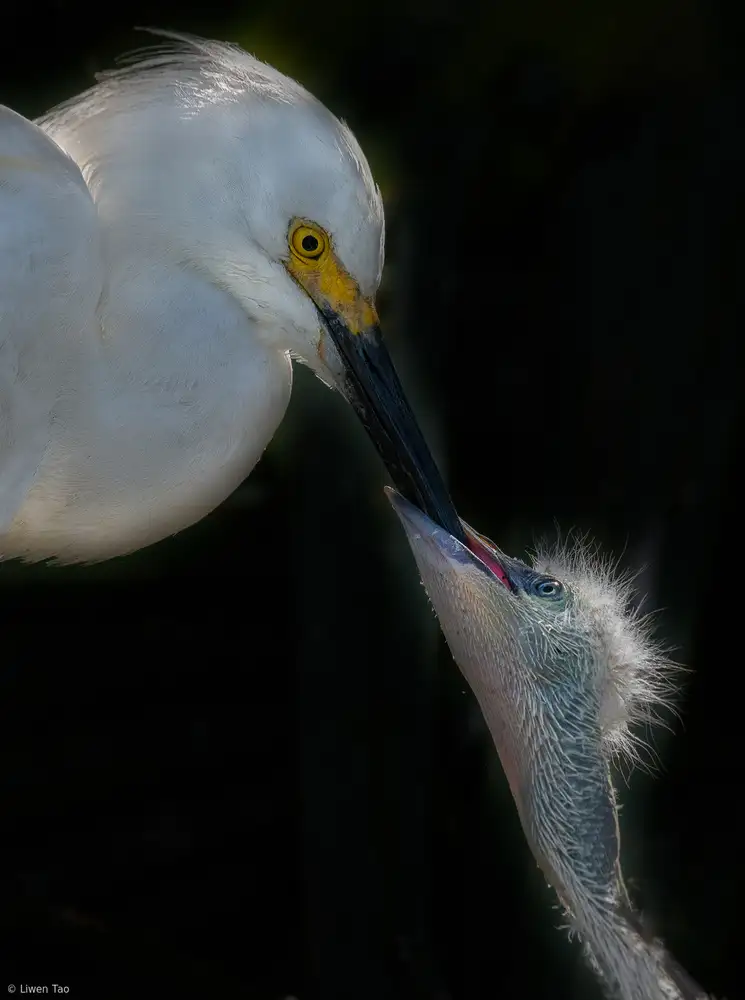 Tao, Liwen: Feeding