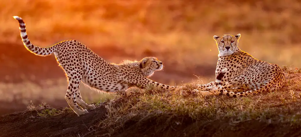 Tsui, Hung: Two cheetahs