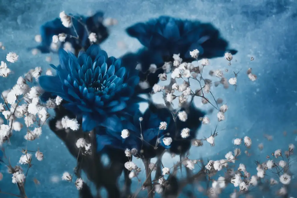Kreiten, Mike: Dahlia