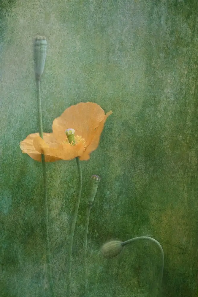 Catherine, W.: Coquelicot
