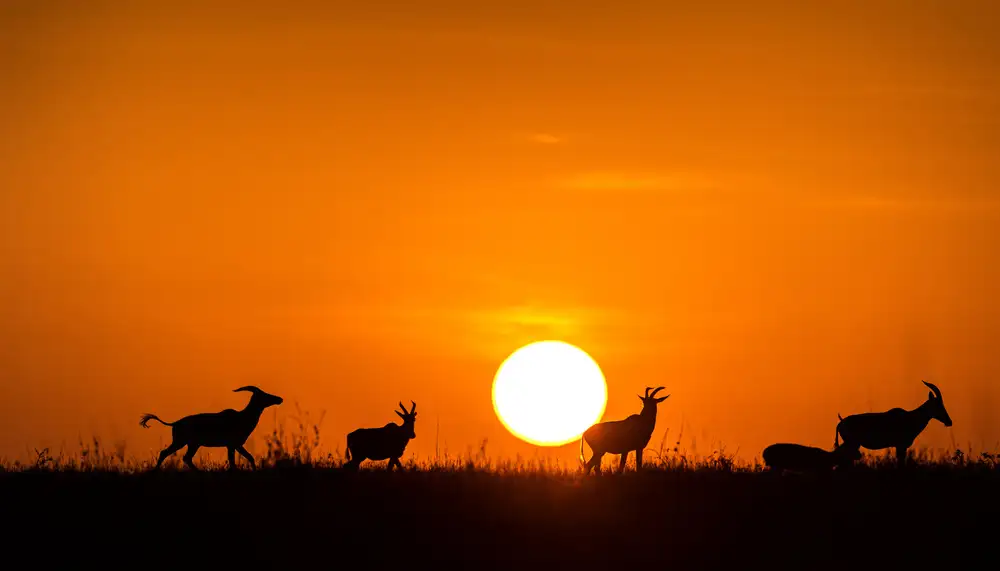 Fischer, Jie: Laufen im Sonnenuntergang