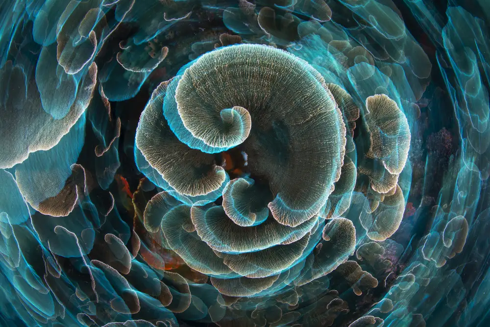 Gabriel, Barathieu: Salát Coral