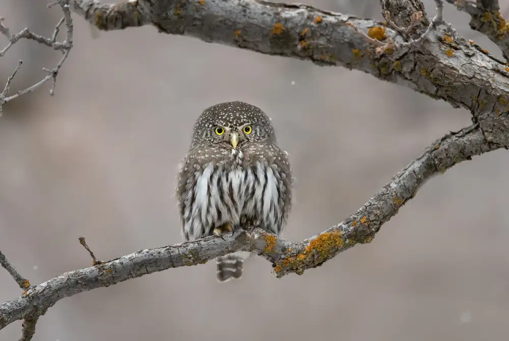 Barsh, Greg: Little guy in the snow