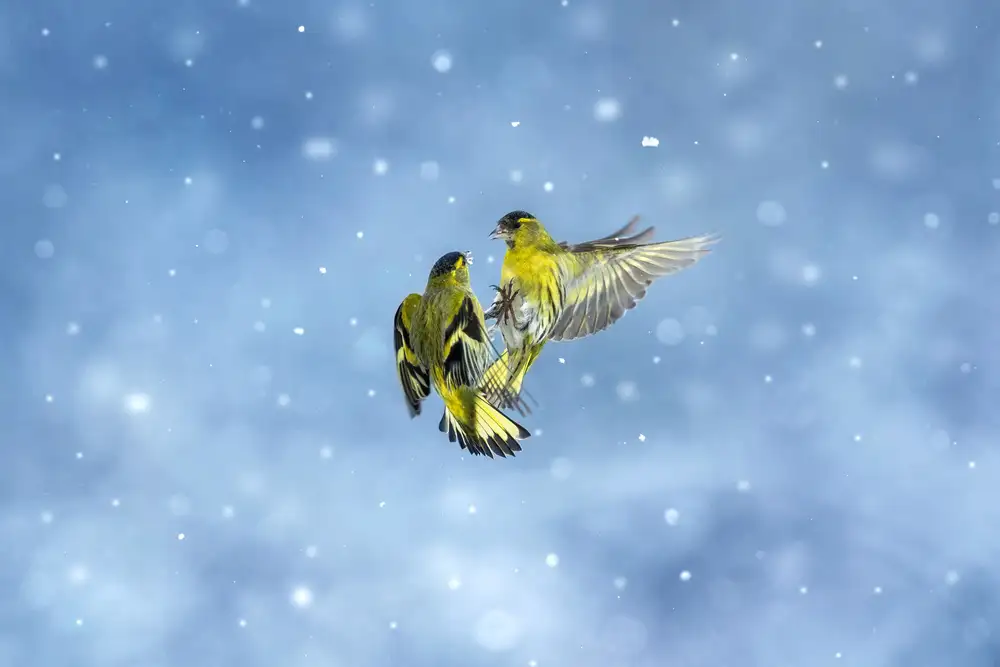 Redaelli, Marco: Battle in the snow