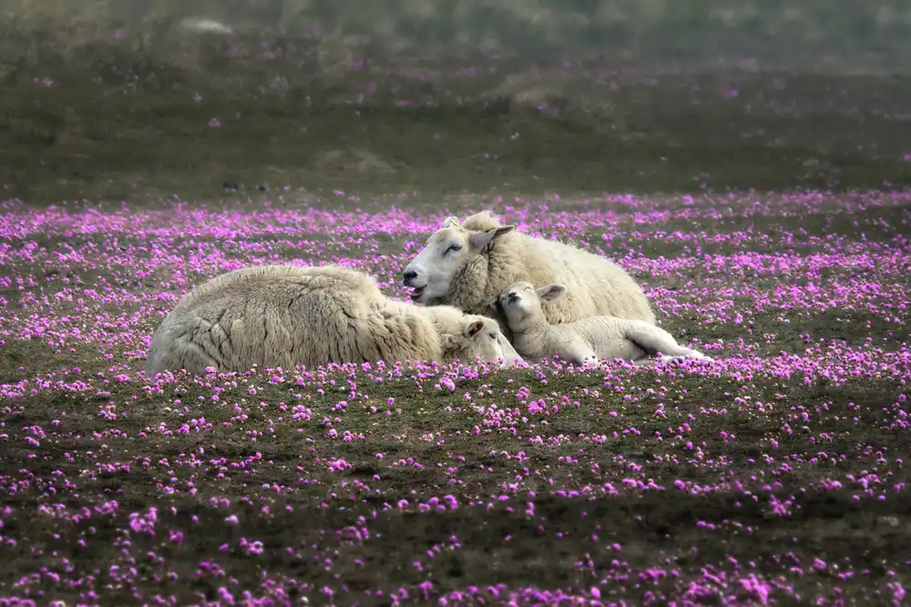 Balzer, Bodo: Dreaming in Pink