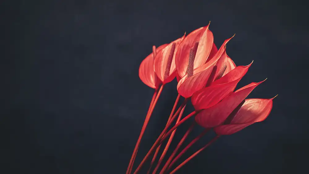 Radecki, Lech: rote Blumen