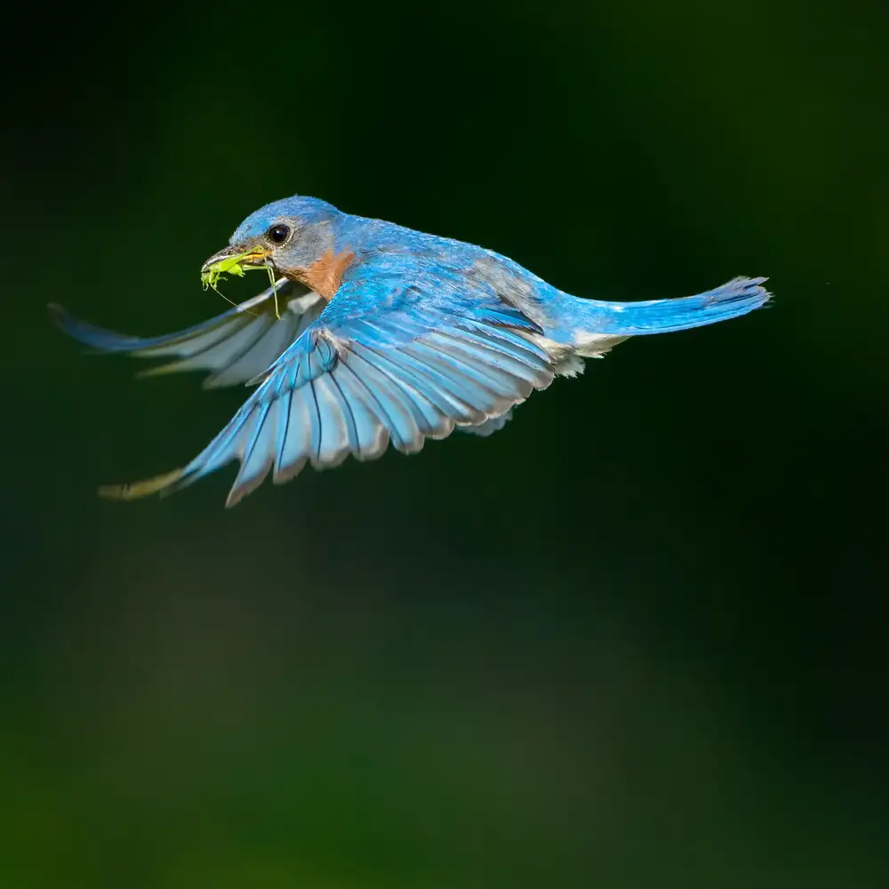 Li, Alex: Bluebird