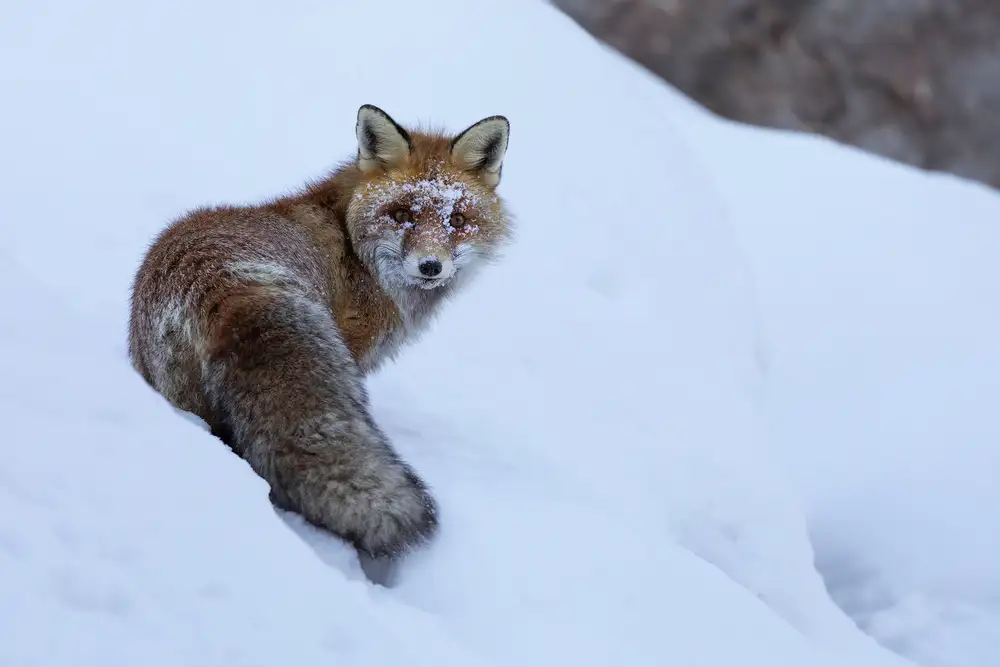 Bolla, Paolo: Red Fox