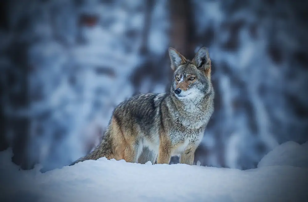 Qiu, Jenny: Coyote in Winter