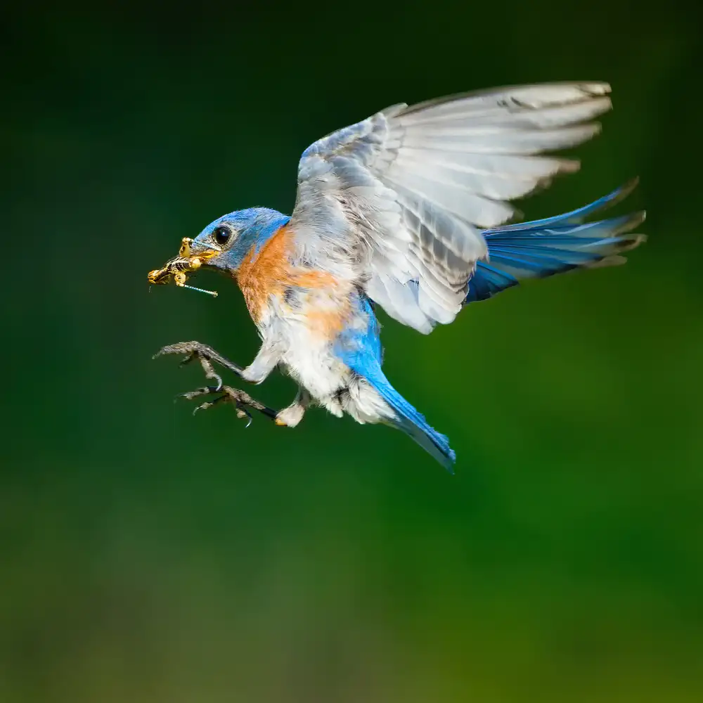 Li, Alex: Ready for Landing