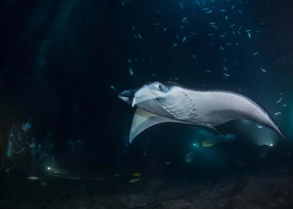 Lu, Jennifer: Manta Jet coming