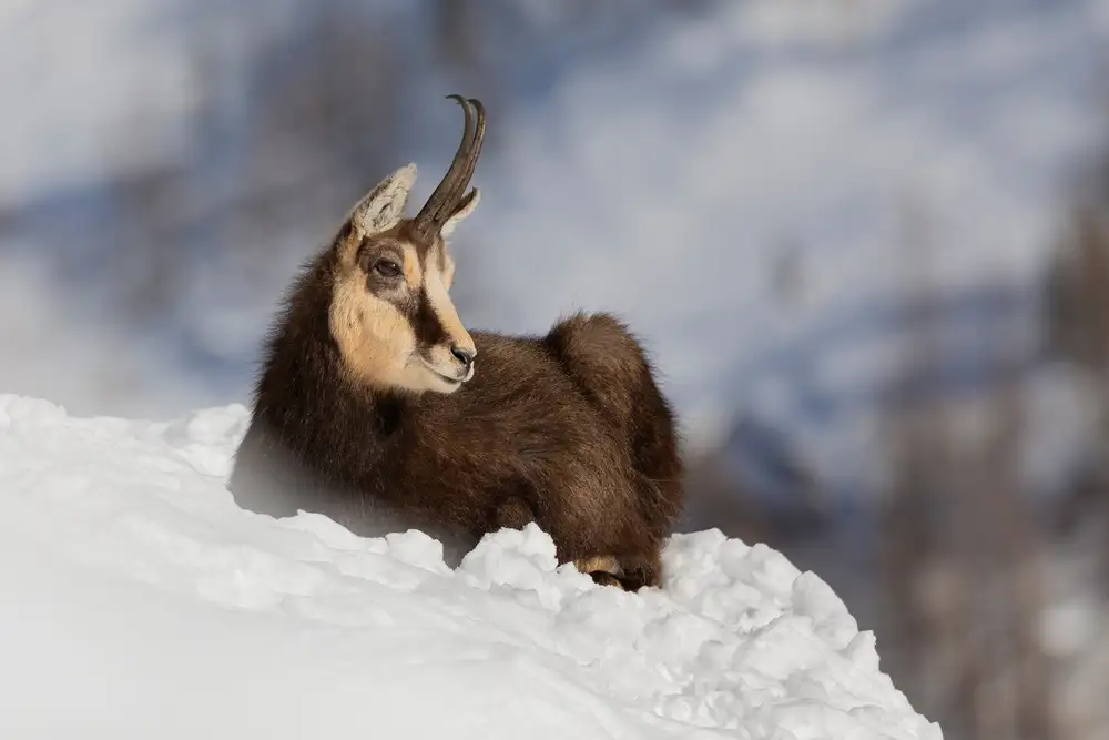 Bolla, Paolo: Chamois