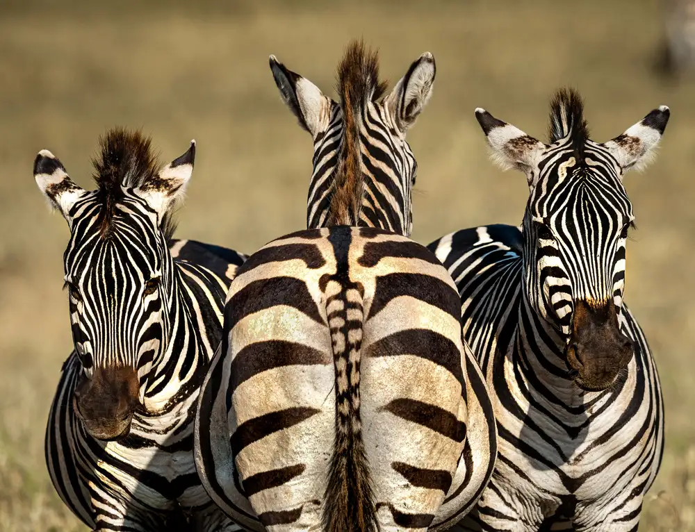 Tsui, Hung: Zebra