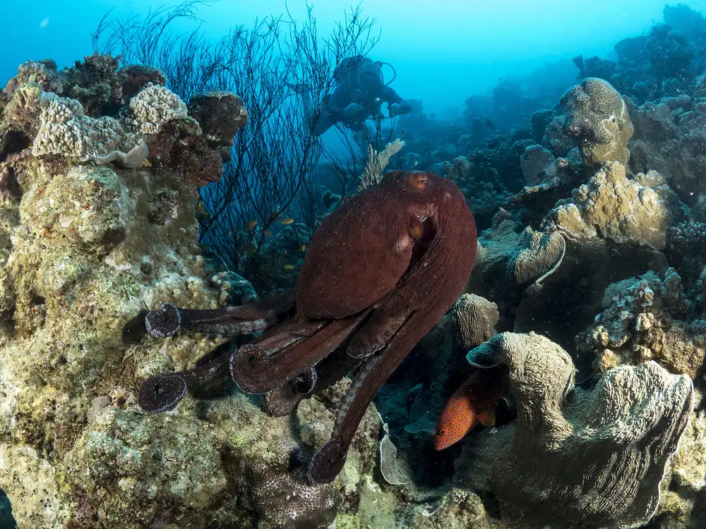 Tov, Ben Ilan: Octopuses Garden