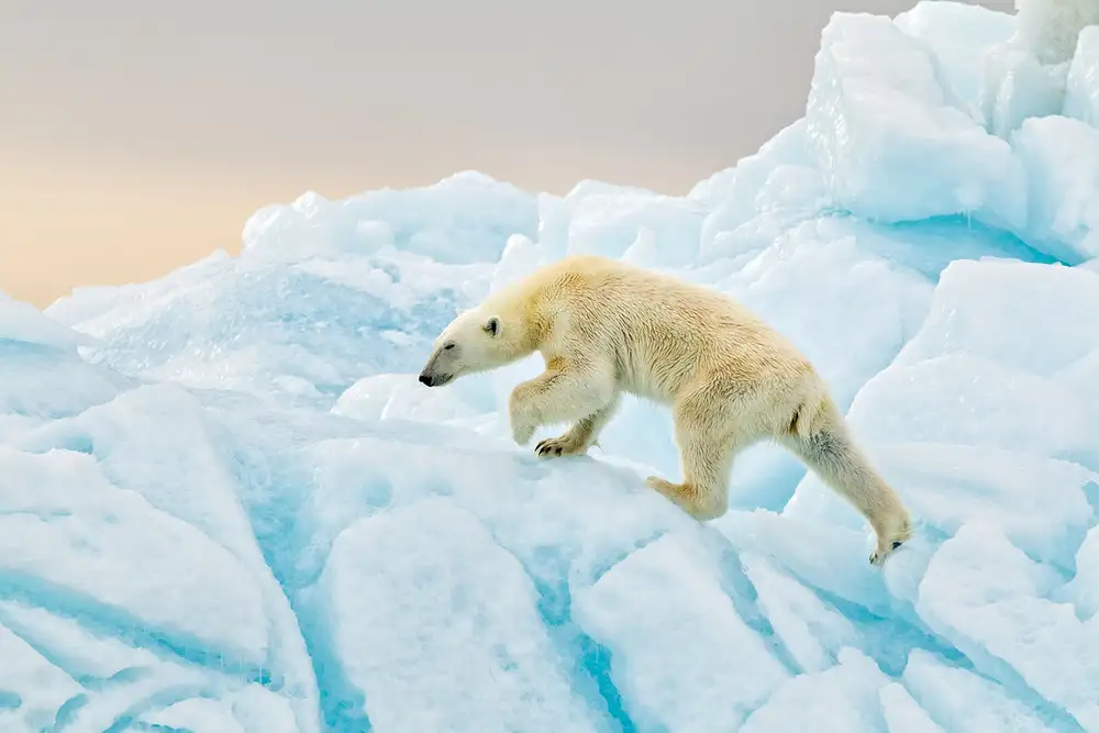 Raga, Gil Joan: Polar Bear at Svalbard