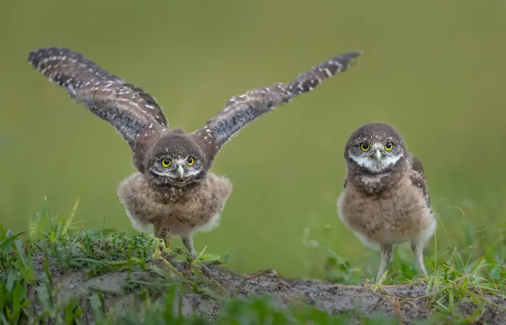 Barsh, Greg: Learning to Fly