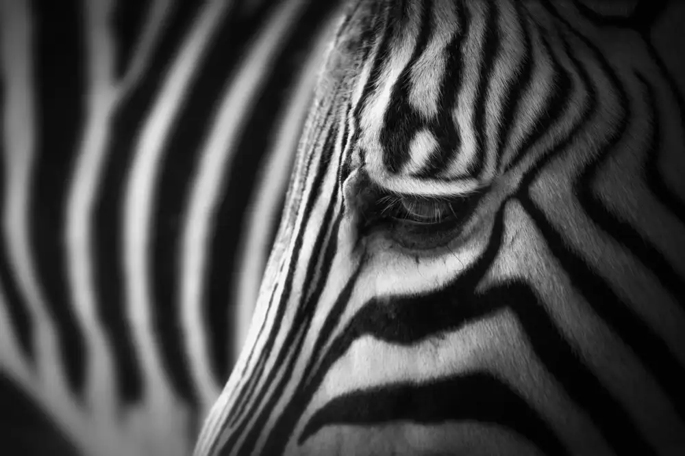 Zhao, Alex: Zebra