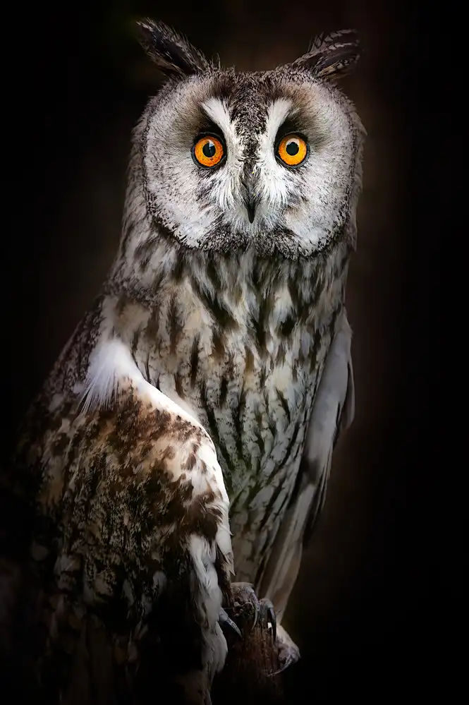 Buye, Pascual Santiago: Long-eared owl portrait