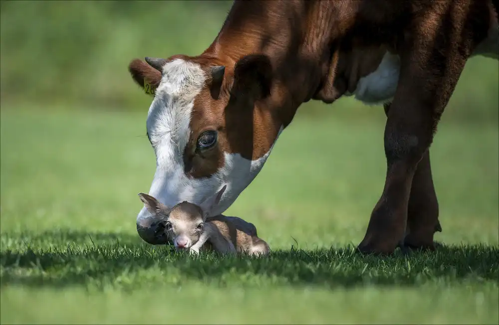 Coenders, Chris: cow meets young white deer