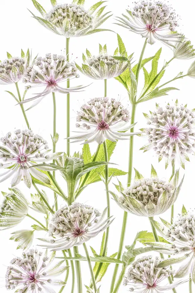 Disher, Mandy: .Astrantia.