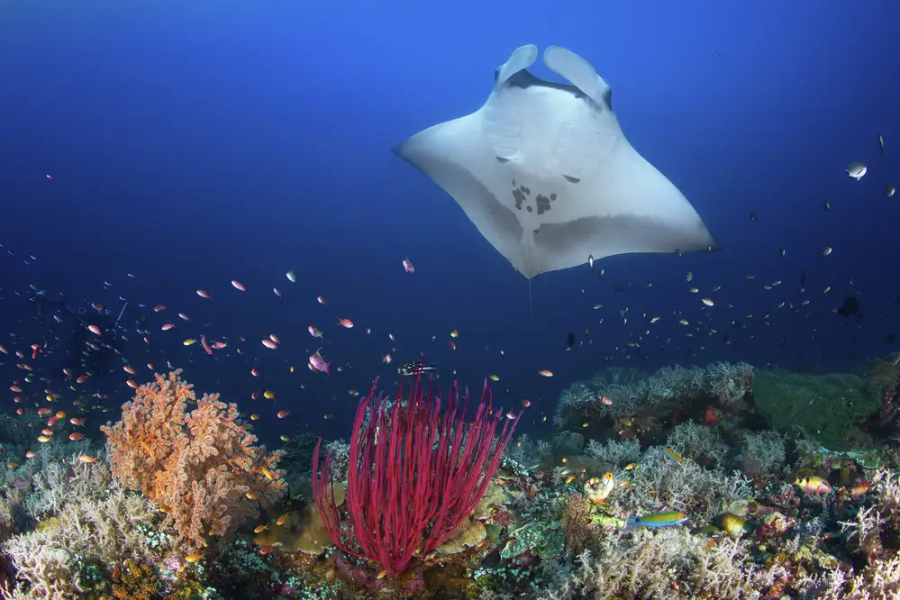 Gabriel, Barathieu: Ocean Manta Ray sulla barriera corallina