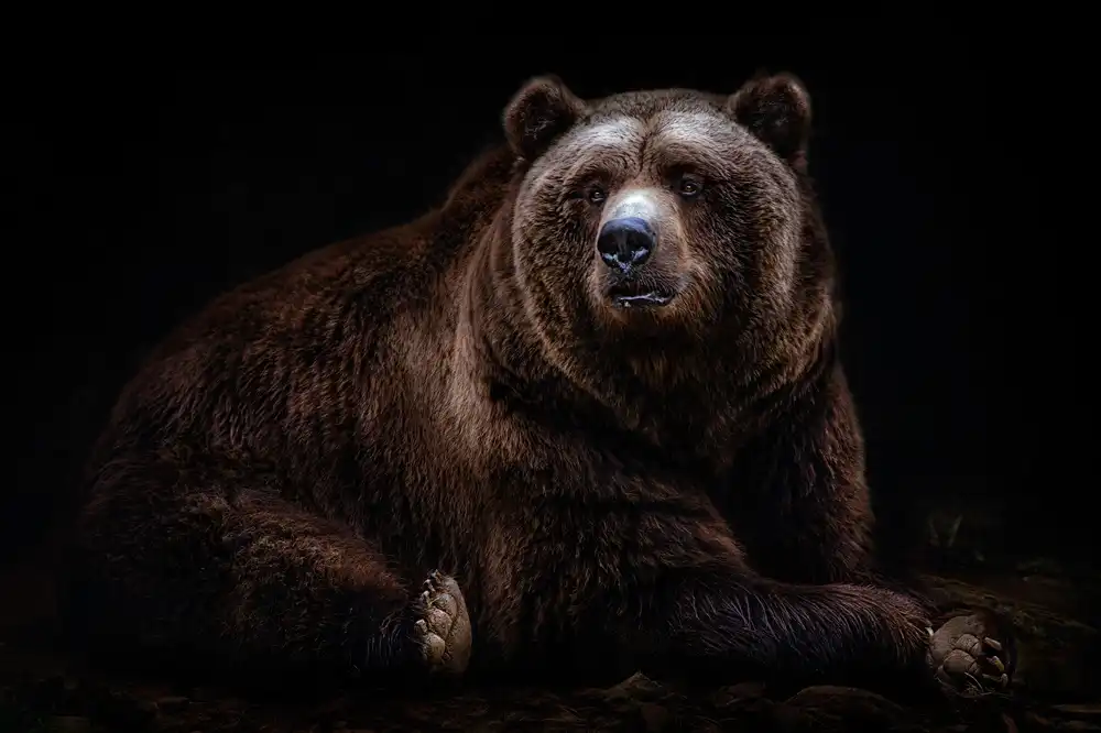 Buye, Pascual Santiago: Bear portrait