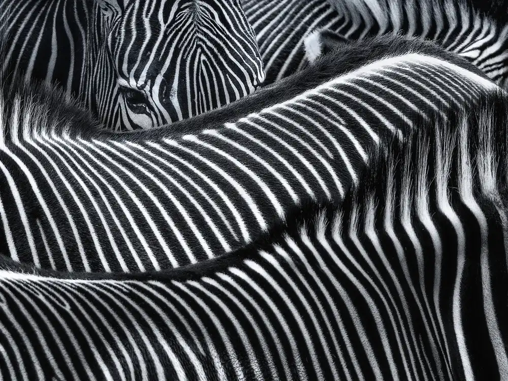 Landolt, Susanne: Lost in stripes