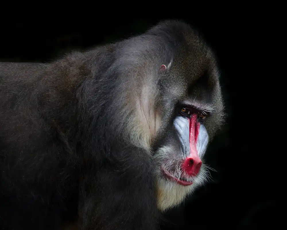 Tjandra, C.S.: Mandrillo-2