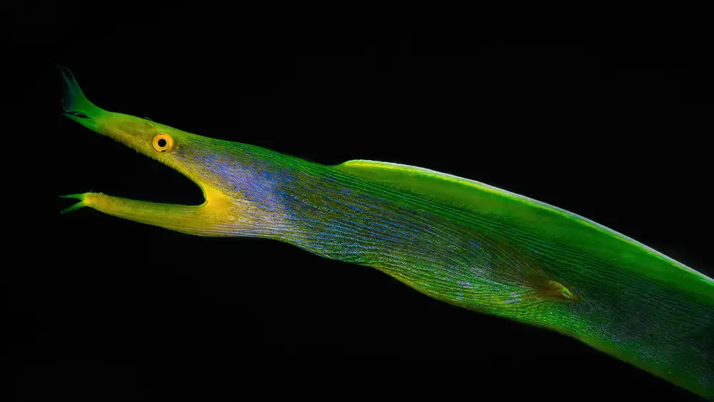 Lu, Jennifer: Reaching out ( Ribbion eel )