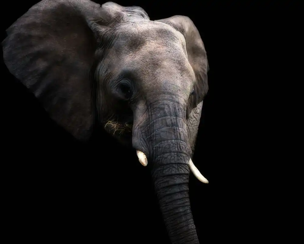 Fischer, Jie: Elefant isst Snacks