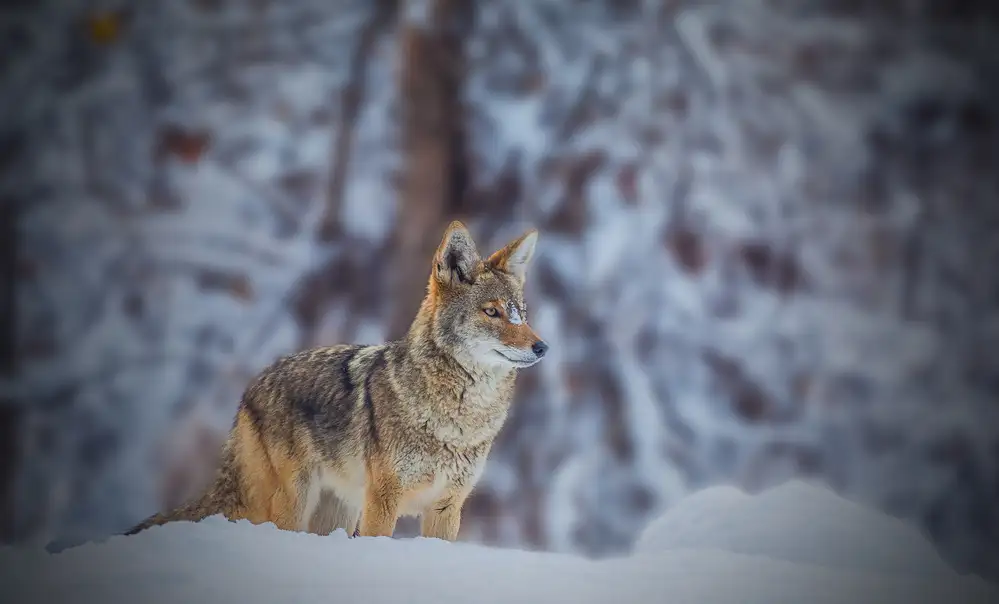 Qiu, Jenny: Coyote