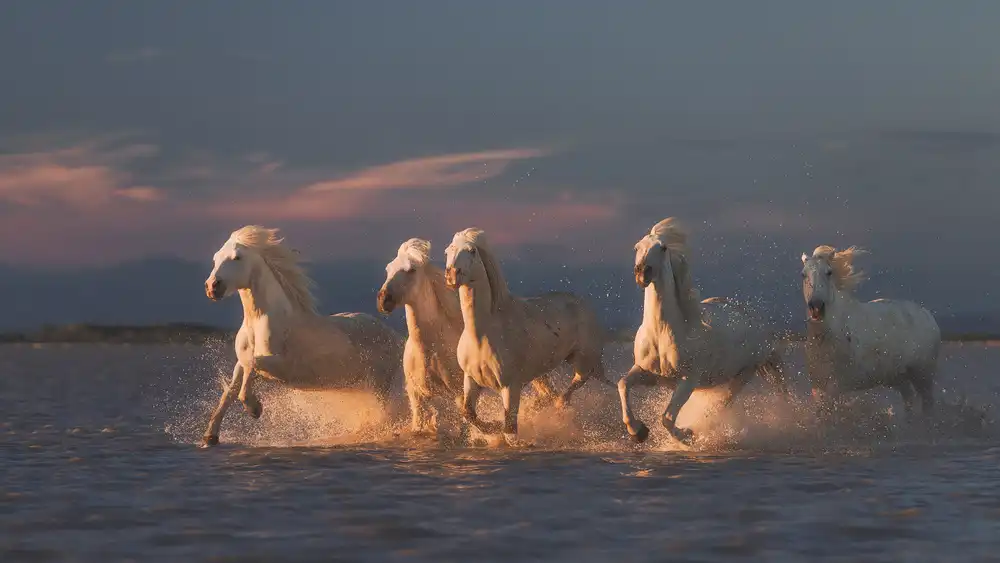 Anton, Rostovskiy: Caballos de Camarga al atardecer