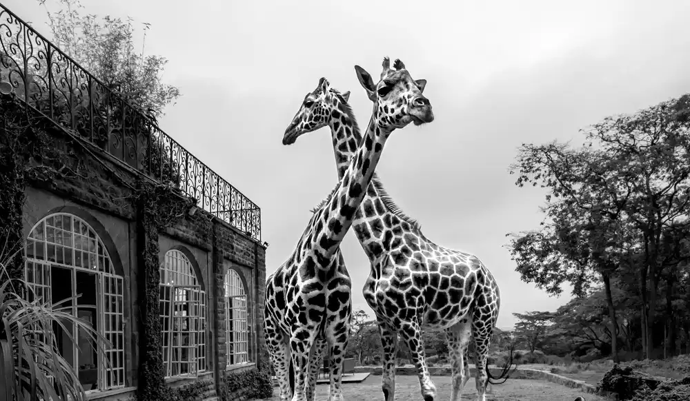 Fischer, Jie: Le Manoir des Girafes
