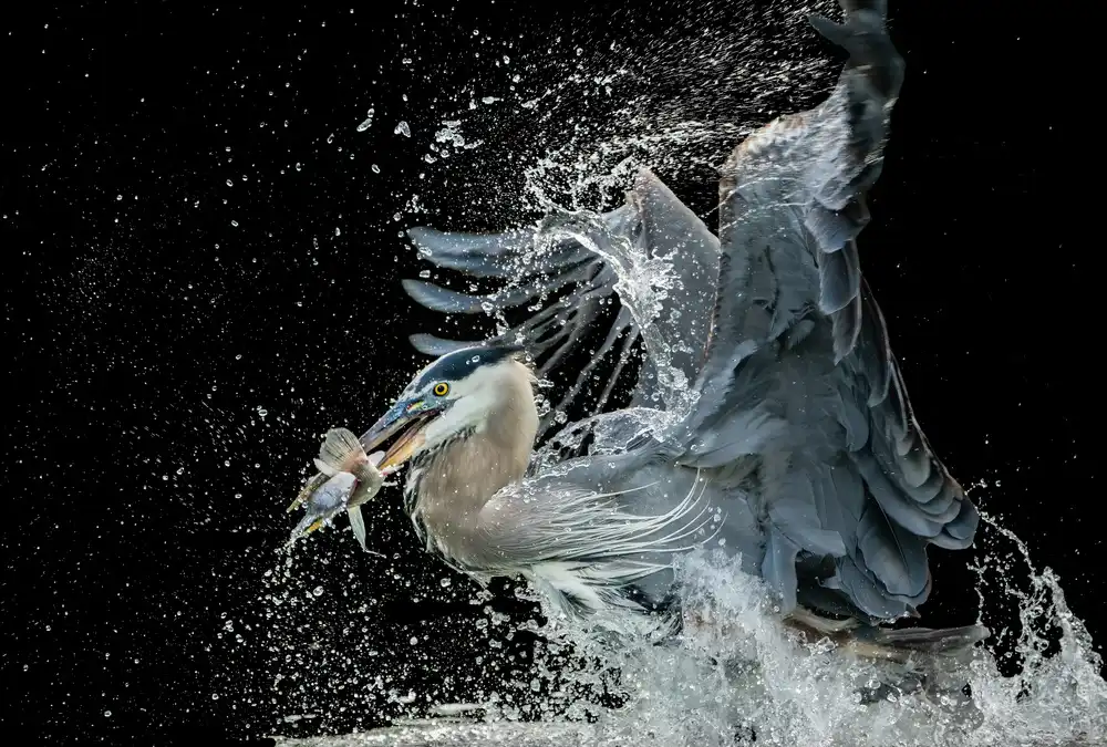 Li, Alex: Emerging from water