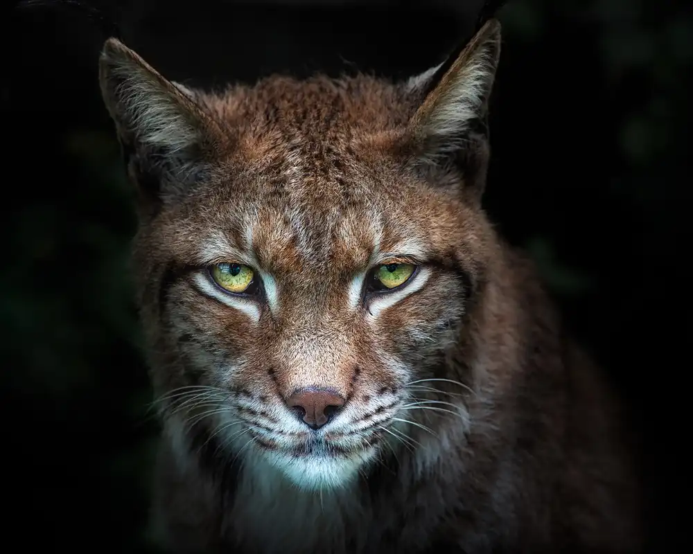 Buye, Pascual Santiago: Lynx gaze