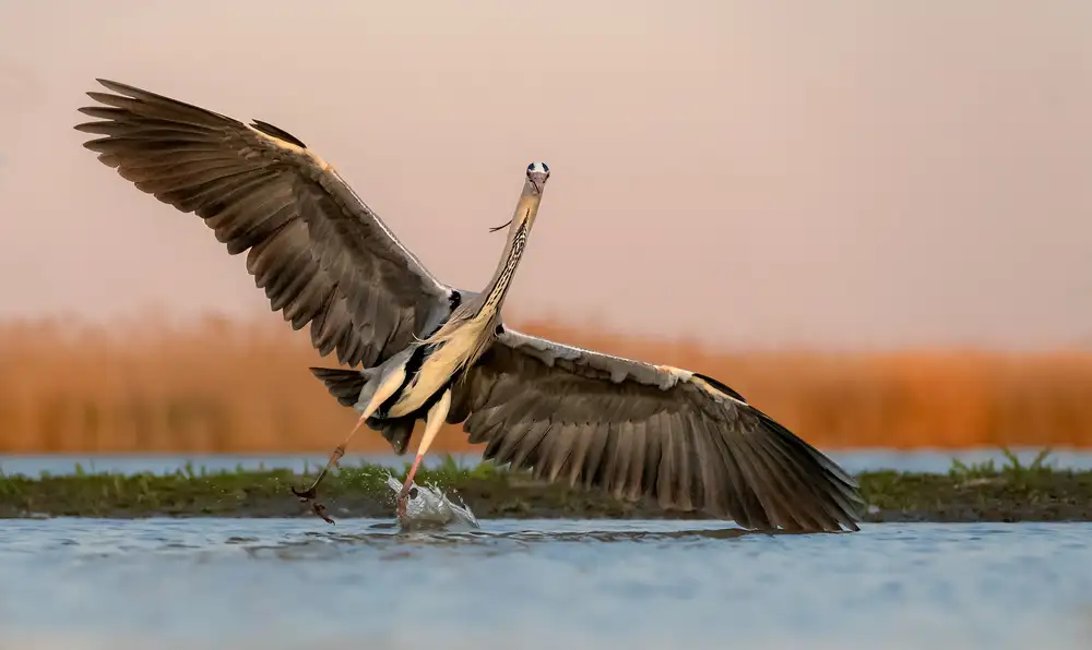Fischer, Jie: Landung auf dem Wasser