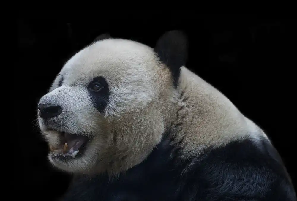 Tjandra, C.S.: Obrovská Panda