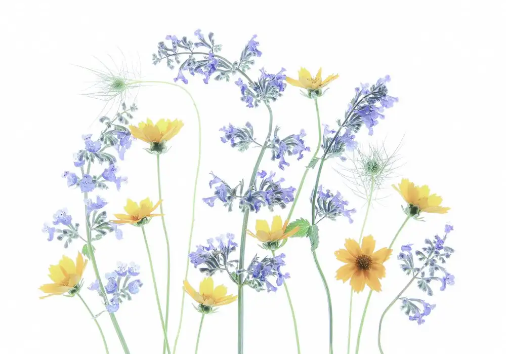 Zhou, Fangping: Coreopsis