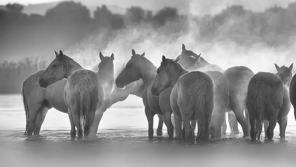 Lu, Jennifer: Another foggy morning