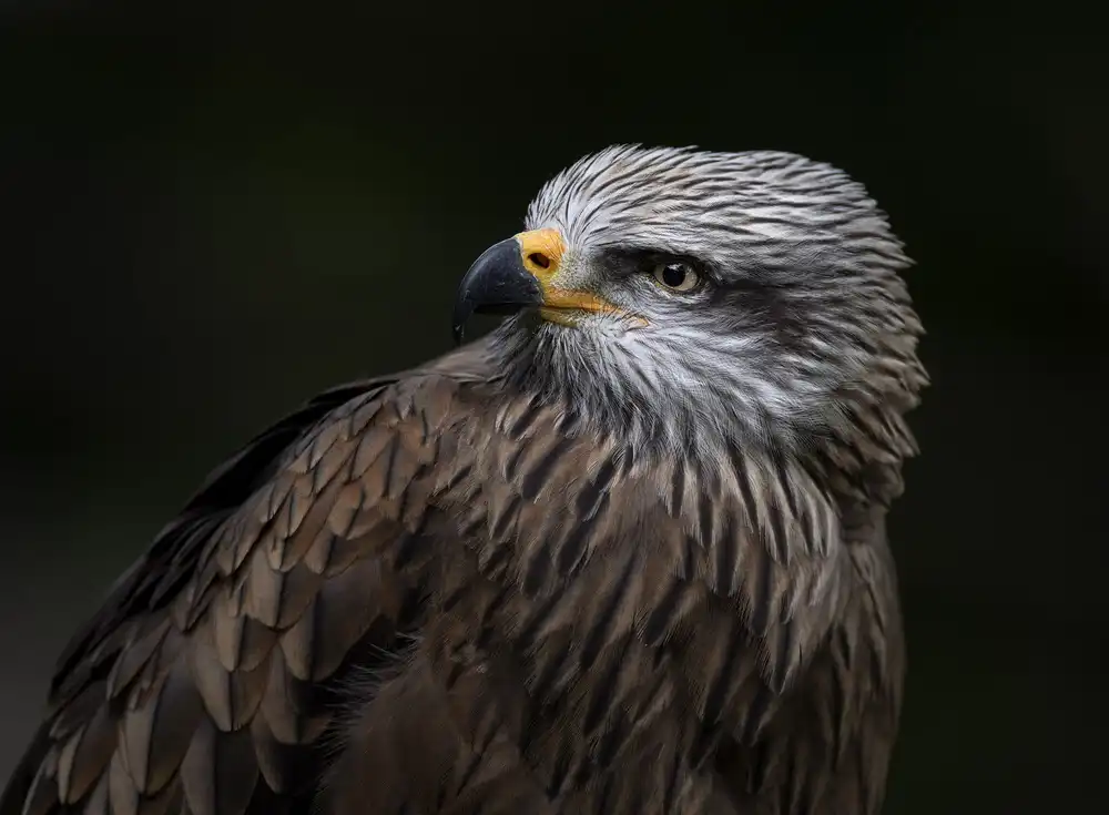 Coenders, Chris: Red Kite
